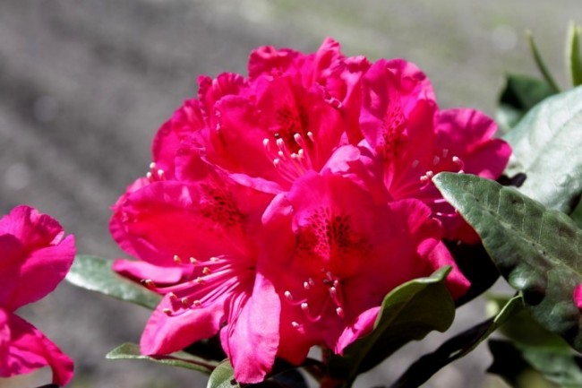 A rhododendron lenyűgöző látványossága bármilyen méretű kertnek!