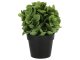 Cserepes művirág: jade 20 cm, pozsgás növény utánzat