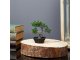Műnövény dekoráció - bonsai (10x13cm)