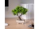 Műnövény dekoráció - bonsai (18x24cm)