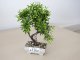 Műnövény dekoráció - bonsai (18x24cm)