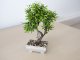 Műnövény dekoráció - bonsai (18x24cm)