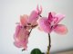 Műnövény dekoráció - cserepes orchidea, rózsaszín (48 cm)