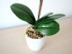 Műnövény dekoráció - cserepes orchidea, rózsaszín (48 cm)