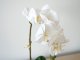Műnövény dekoráció - cserepes orchidea, fehér (48 cm)