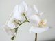 Műnövény dekoráció - cserepes orchidea, fehér (48 cm)