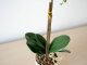 Műnövény dekoráció - cserepes orchidea, fehér (48 cm)