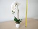 Műnövény dekoráció - cserepes orchidea, fehér (48 cm)