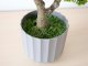 Műnövény dekoráció - cserepes bonsai, zöld (55 cm)