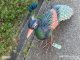 Peacky dekoratív páva figura, fém, zöld