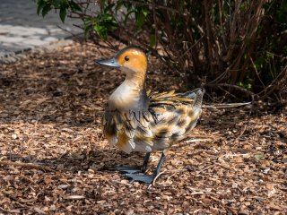 Ducky dekoratív kacsa figura, festett fém, színes