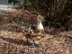 Ducky dekoratív kacsa figura, festett fém, színes