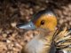 Ducky dekoratív kacsa figura, festett fém, színes