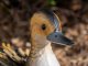 Ducky dekoratív kacsa figura, festett fém, színes