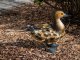 Ducky dekoratív kacsa figura, festett fém, színes