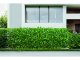 Műleveles apácarács zöld levelekkel EXTENSY GREEN (90x180 cm) belátáskorlátozáshoz, díszítéshez