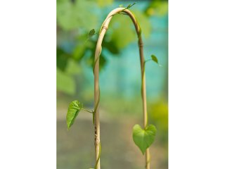 Arc Bamboo természetes ívelt bambusz karó (120 cm) 3 db karó/köteg