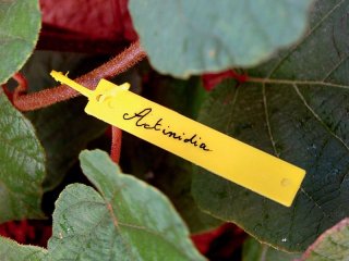 Label Tree műanyag, függő cimke növények, fák jelöléséhez (40db/csomag) sárga