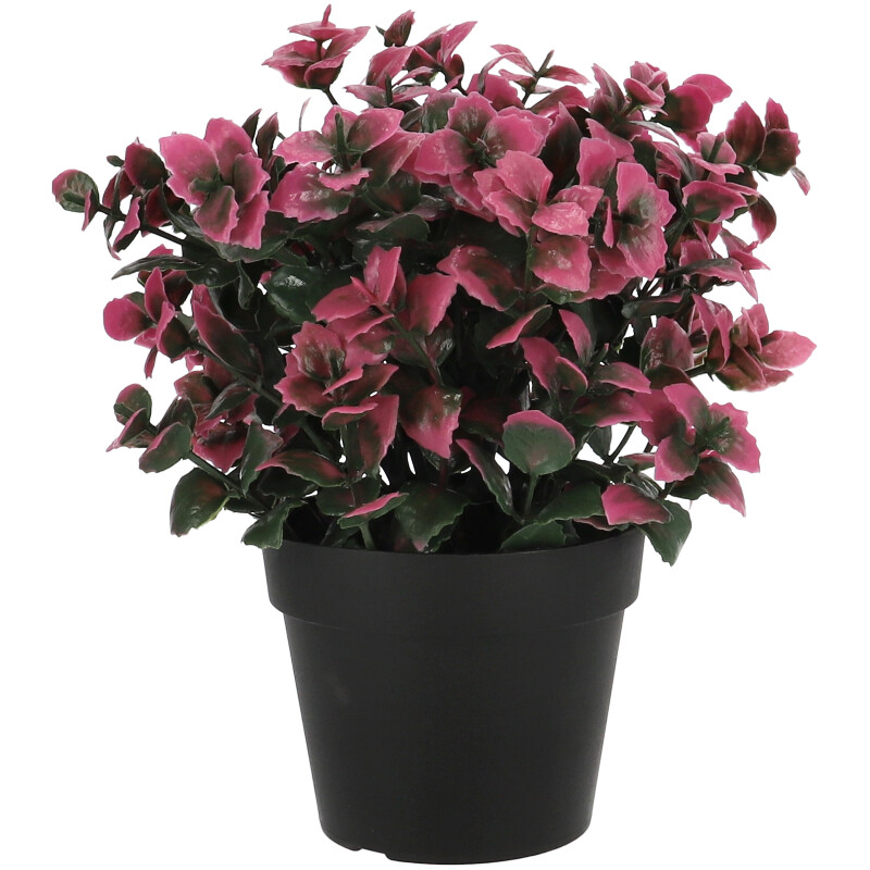 Cserepes művirág lila és zöld levelekkel, 21 cm