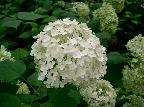 Annabelle hortenzia