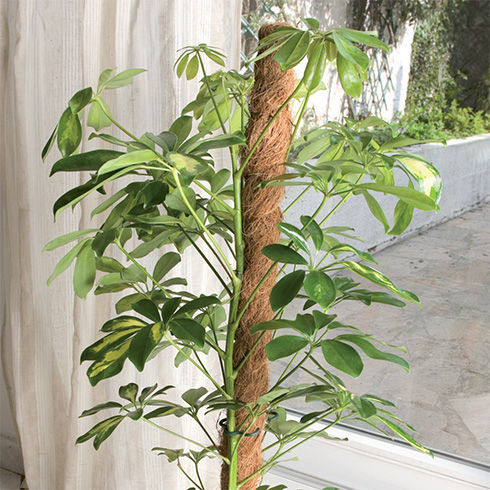 Coco természetes kókuszkaró, növénykaró kókuszból (60 cm)