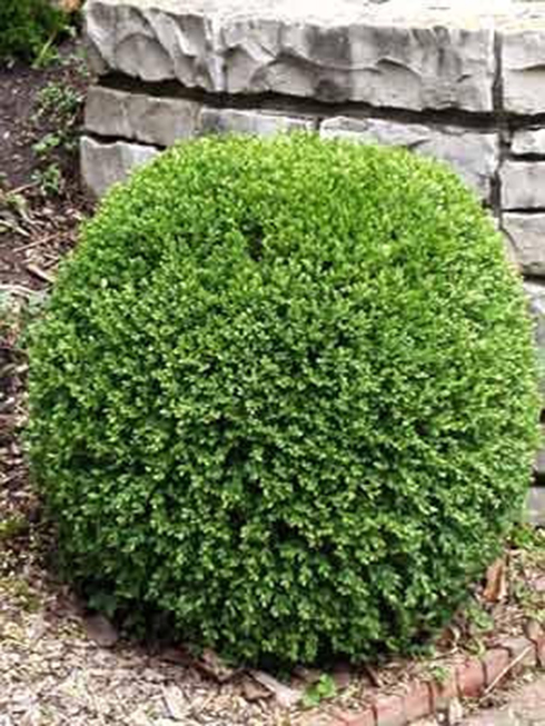 Gömb buxus Gömb buxus