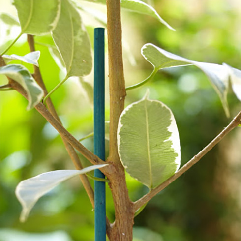 Bamboo Split 40 cm-es festett bambuszpálca, bambusz növénykaró  (25 db) zöld
