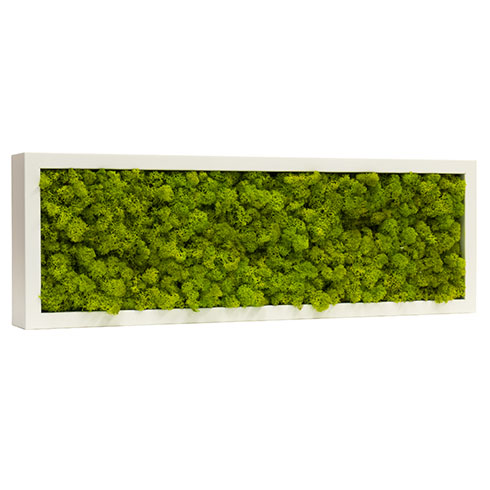Zuzmó falikép (20 x 60 cm) fehér MDF kerettel