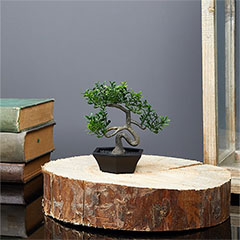 Műnövény dekoráció - bonsai (10x13cm)