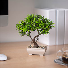 Műnövény dekoráció - bonsai (18x24cm)