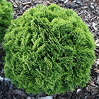 Alacsony gömbtuja