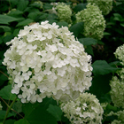 Annabelle hortenzia