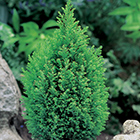 Arany Ellwoodii hamisciprus