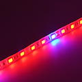 LED szalag kültéri 5050-60 (24 Volt) - növénytermesztéshez Kifutó!