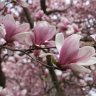 Nagyvirágú magnólia-tulipánfa, liliomfa