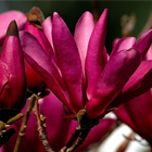 Sötét borvörös nagyvirágú magnólia-tulipánfa, liliomfa