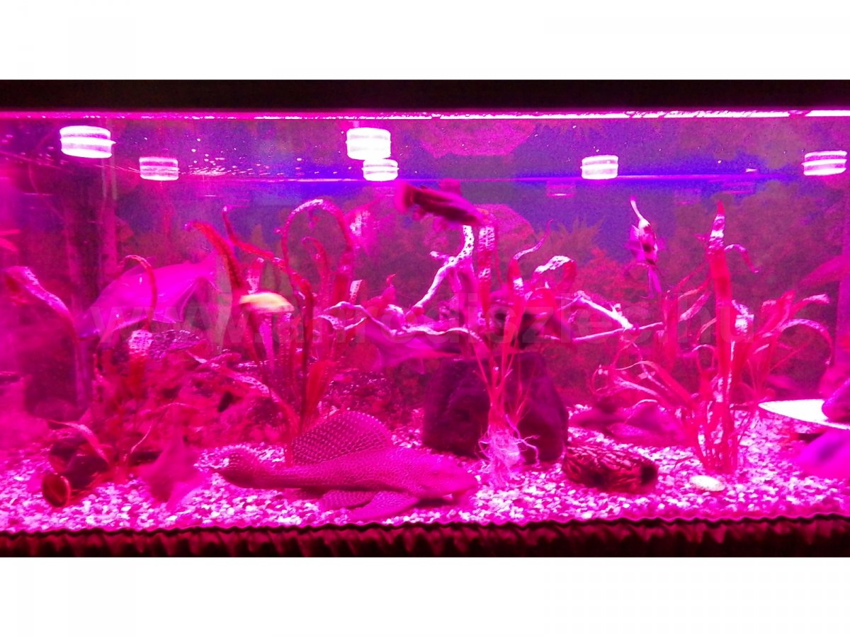 600 liter akvárium RGB világítás