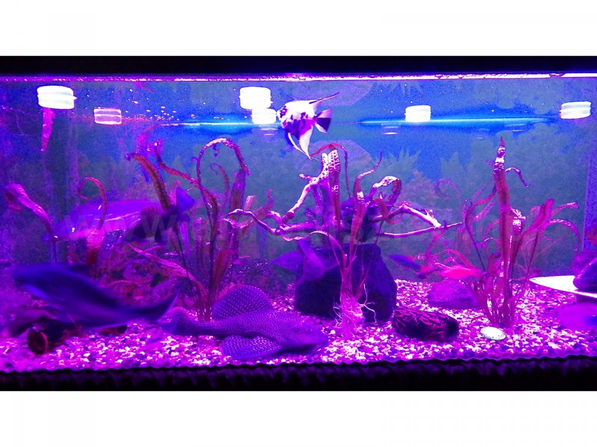 600 liter vizivilág RGB