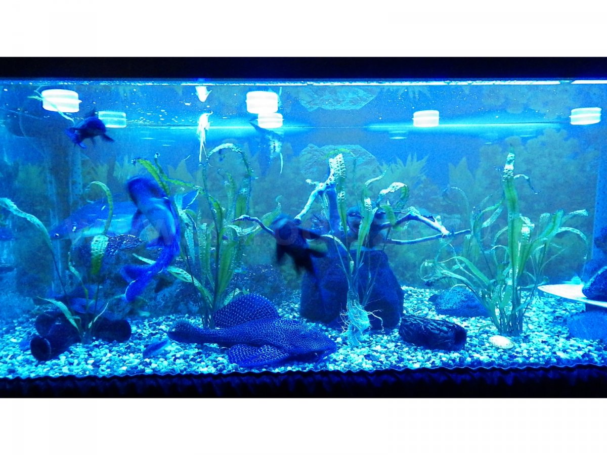 600 liter RGB