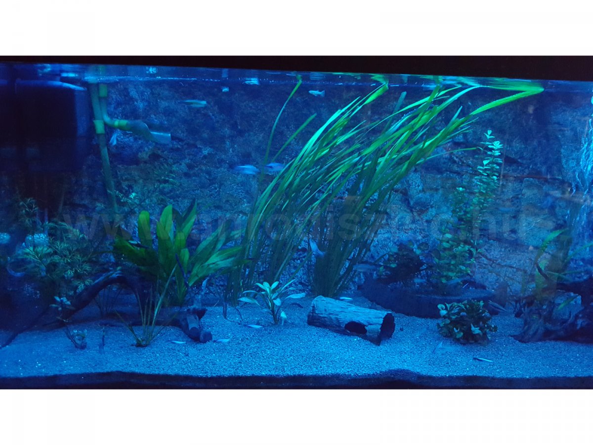 Amikor csak az RGB világít este az akváriumnál