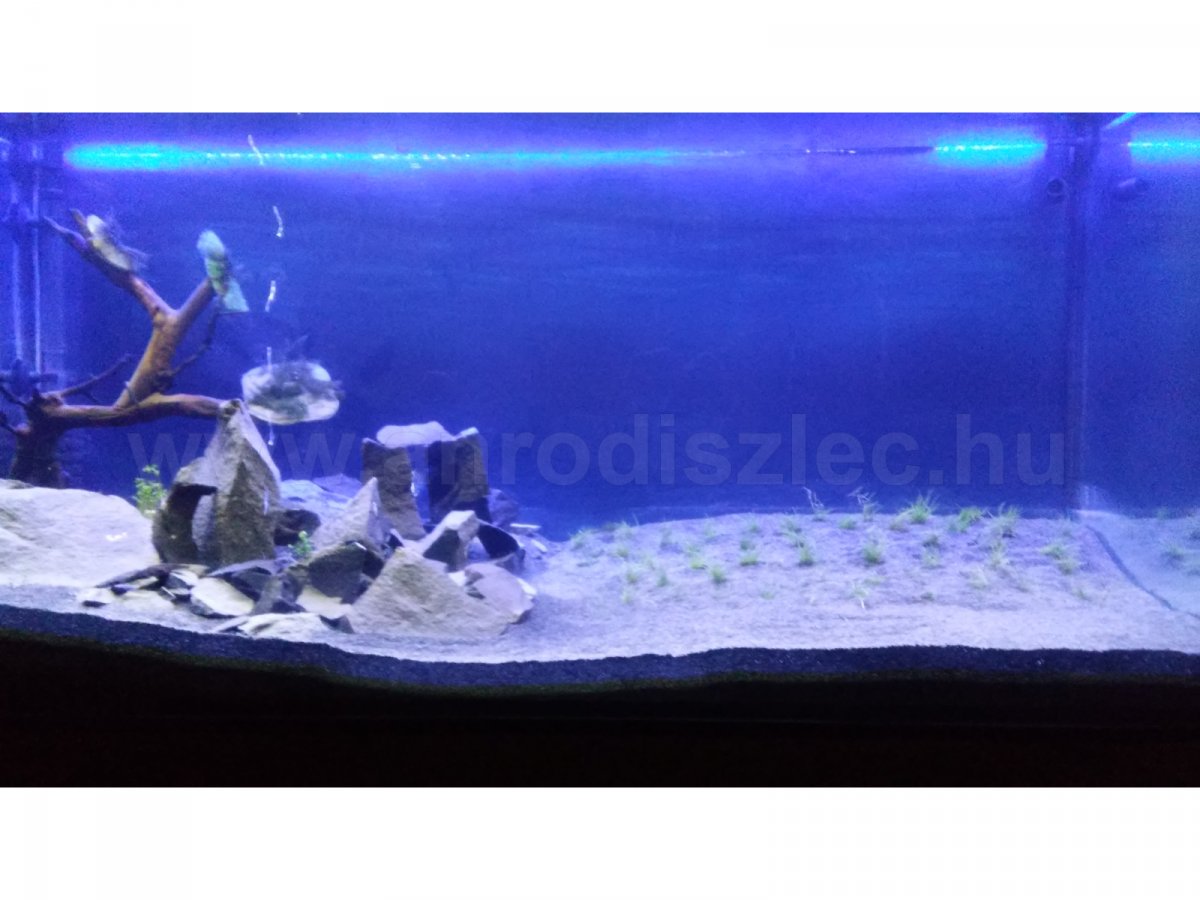 200 literes akvárium megvilágítása kék és fehér LED szalaggal
