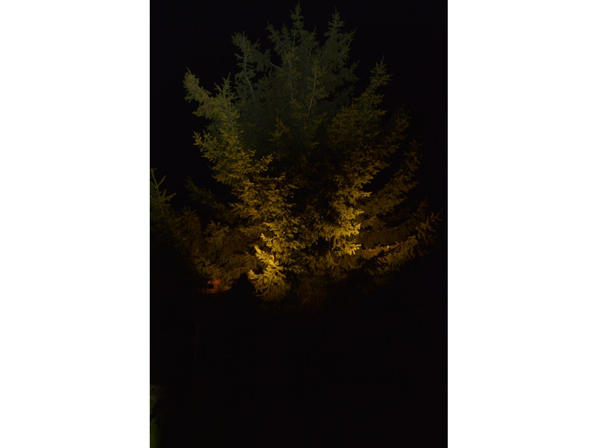 Fenyőfa megvilágítás színes led reflektorral
