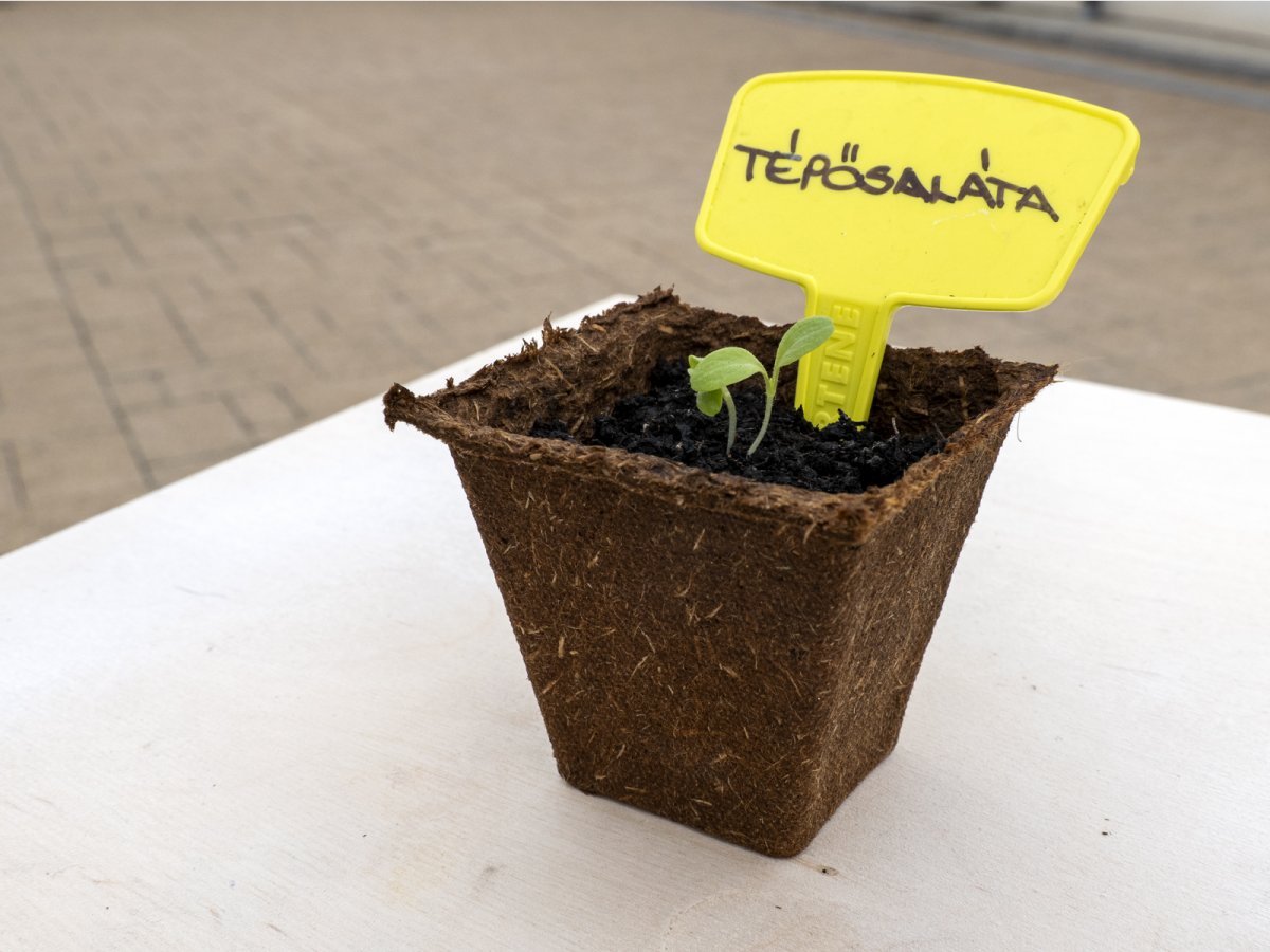 Palánta tőzegcserépben